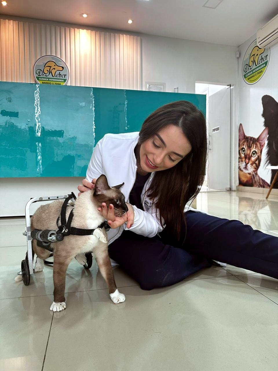 Gato em recuperação com suporte de mobilidade